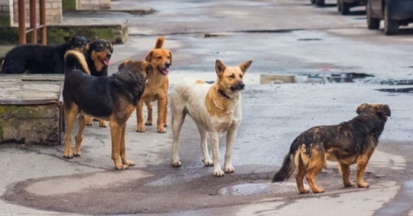 Μεγαλώνει το πρόβλημα με τα αδέσποτα στον Διόνυσο