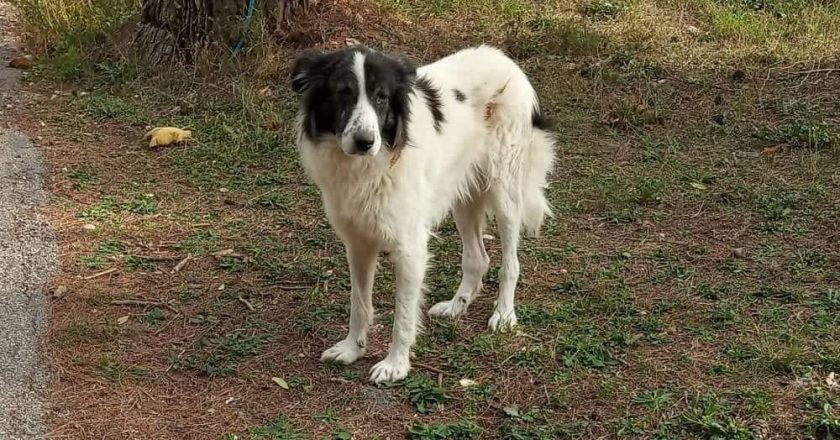 Σφοδρή σύγκρουση φιλόζωων και Δήμου Διονύσου για την περισυλλογή αδέσποτου