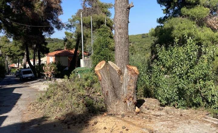 Απίστευτο: ”Καρατόμησαν” δέντρα χωρίς καμία δικαιολογία στον Εύξεινο Πόντο