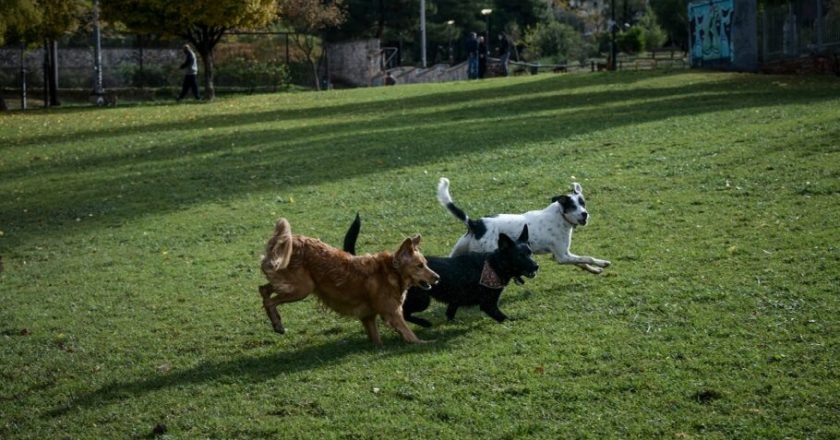 Μεγάλη προσοχή για τα κατοικίδια στον Διόνυσο: Ρίχνουν φόλες στις αυλές των σπιτιών