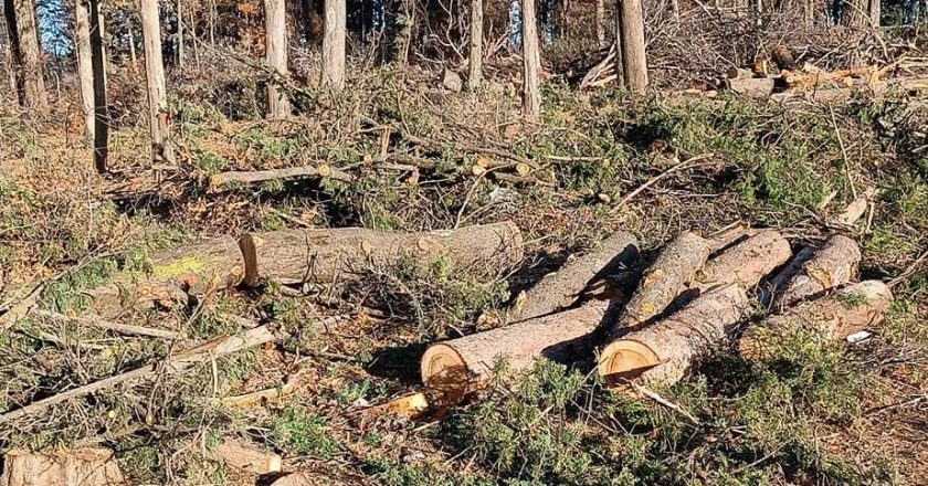 Άγνωστοι έκοψαν χλωρά δένδρα στο Τατόι – Ερωτηματικά για την απουσία του Δασαρχείου